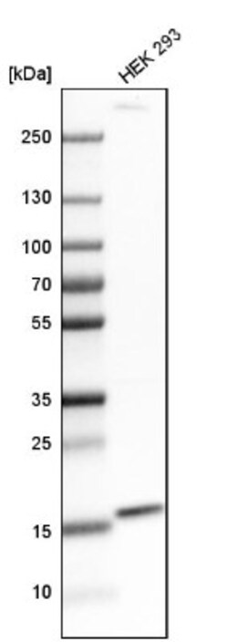 FUNDC1 Antibody, Novus Biologicals 25 &mu;L; Unlabeled:Antibodies, Polyclonal